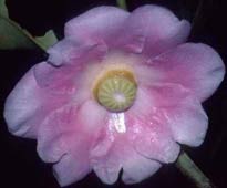 Clusia grandiflora (flor fem.)