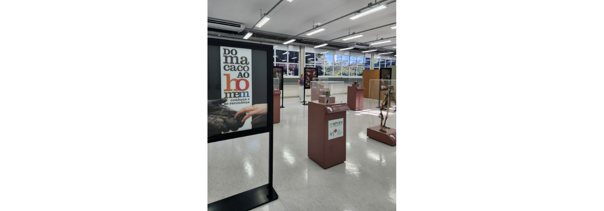 MDBio e Museu Catavento apresentam exposições temporárias sobre evolução humana